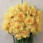 Bellabombe Narcissus