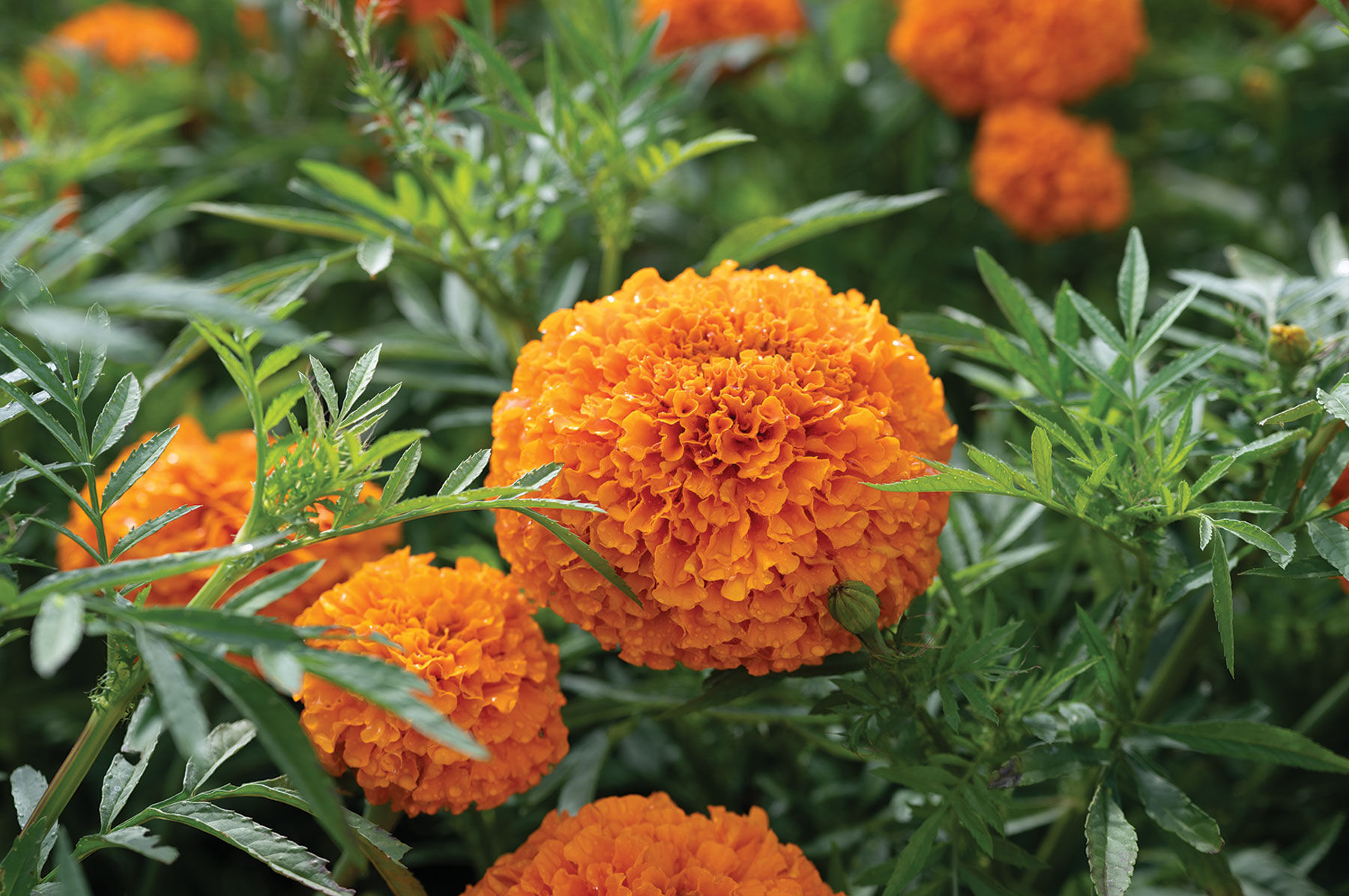 Johnny's - coco Coco™ Deep Orange - (F1) Marigold Seed | Johnny's Selected Seeds