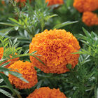 Coco™ Deep Orange African Marigolds