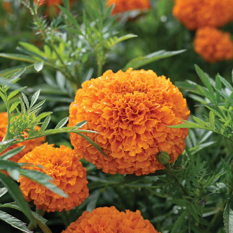 Coco™ Deep Orange African Marigolds
