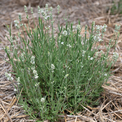 Ellagance White Lavender