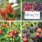 Rainbow Raspberry Plant Collection Raspberry