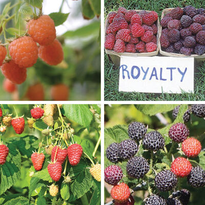 Rainbow Raspberry Plant Collection Raspberry