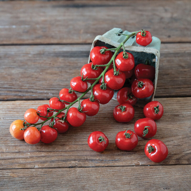 Mochi Cherry Tomatoes