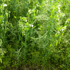 VNS Yellow Pea Field Peas