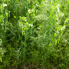 VNS Yellow Pea VNS Yellow Pea Field Peas