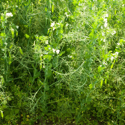 VNS Yellow Pea Field Peas
