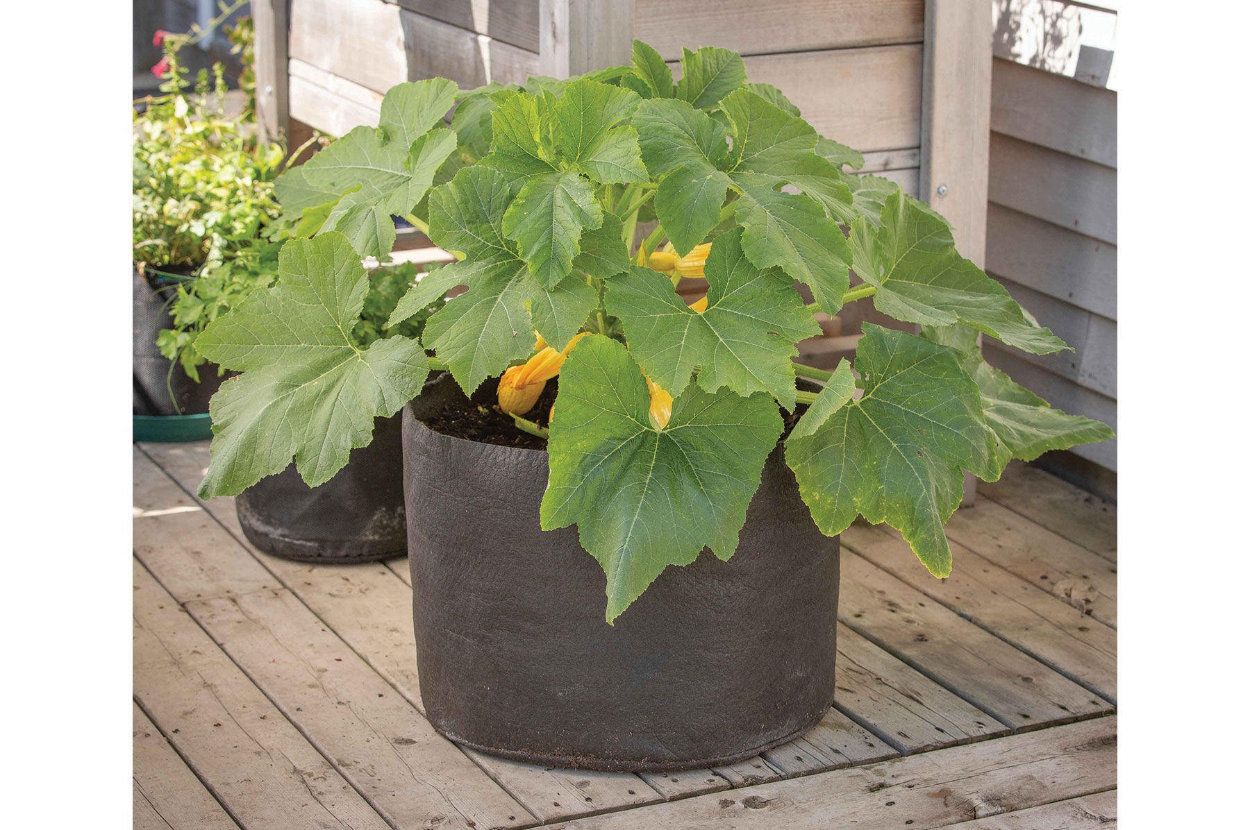 Smart Pot&reg; &ndash; 15 Gal. Grow Bags