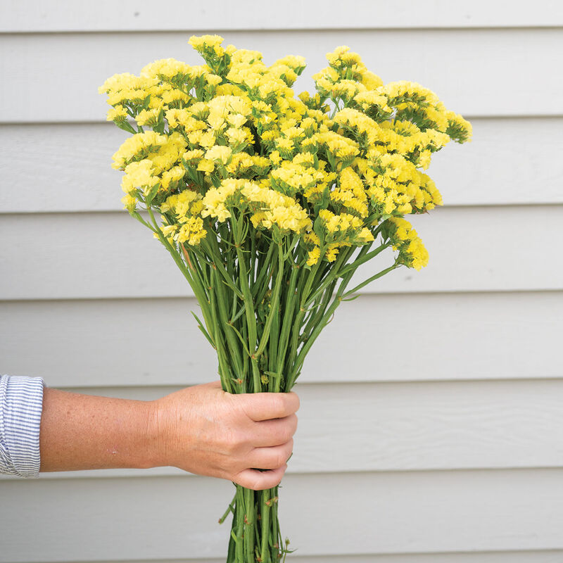 Forever Moonlight Statice