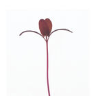 Orach, Ruby Red Microgreen Vegetables