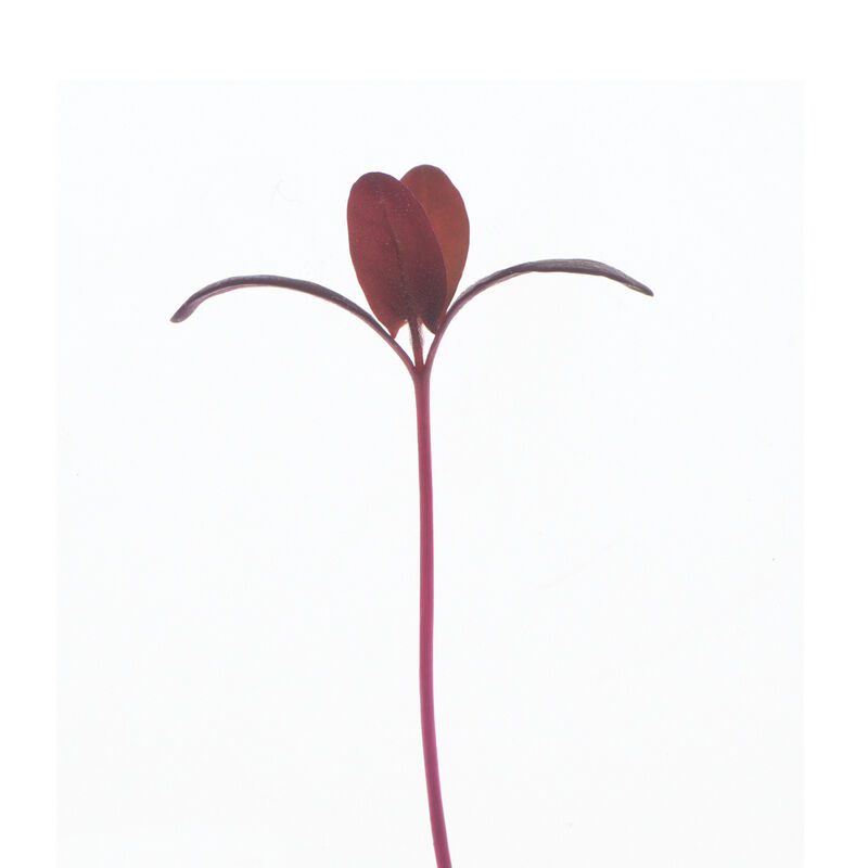 Orach, Ruby Red Microgreen Vegetables
