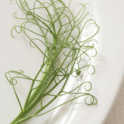 Feisty Feisty Greens and Garnish Peas