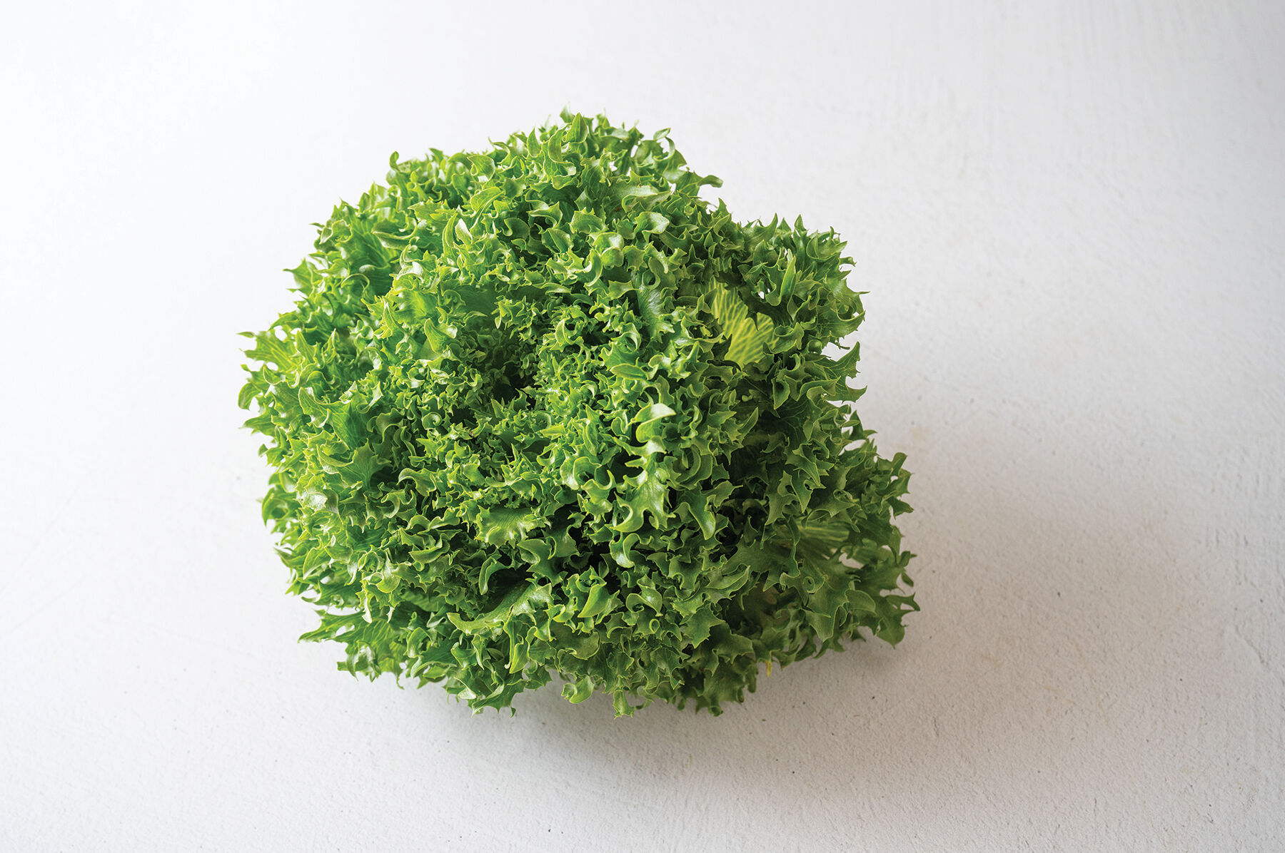 CrunchLeaf Lettuce Varieties | Johnny's Selected Seeds CrunchLeaf Lettuce Varieties | Johnny's Selected Seeds
