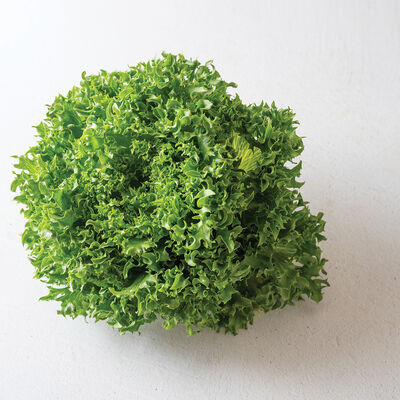 Danstar CrunchLeaf Lettuce