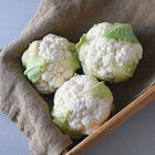 Paxton Standard Cauliflower