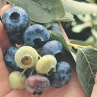 Chandler Blueberry