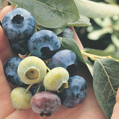 Chandler Blueberry