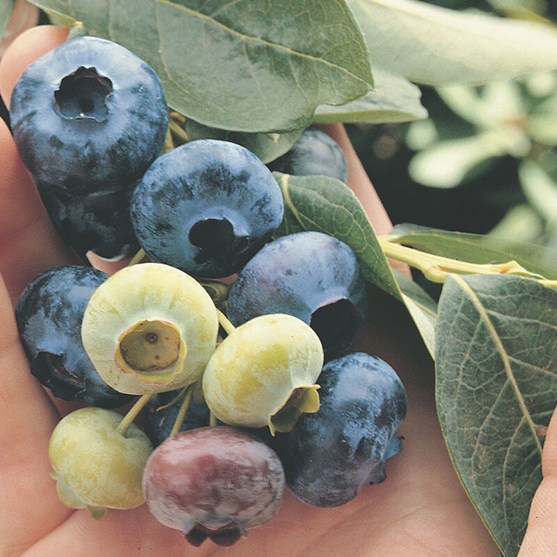 Chandler Blueberry
