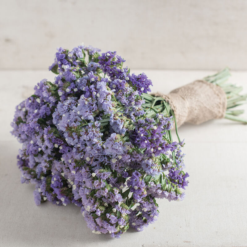 Seeker Pastel Blue Statice