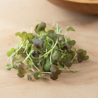 Mustard, Scarlet Frills Microgreen Vegetables