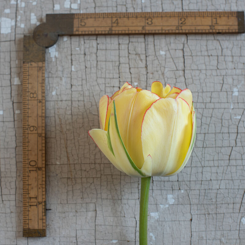 Akebono Tulips