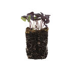 Basil, Dark Opal Microgreen Herbs