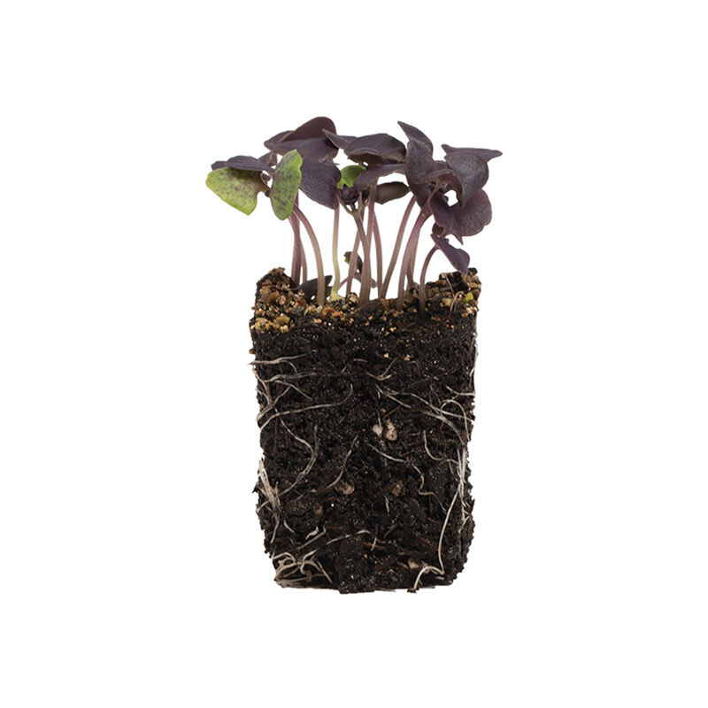 Basil, Dark Opal Microgreen Herbs
