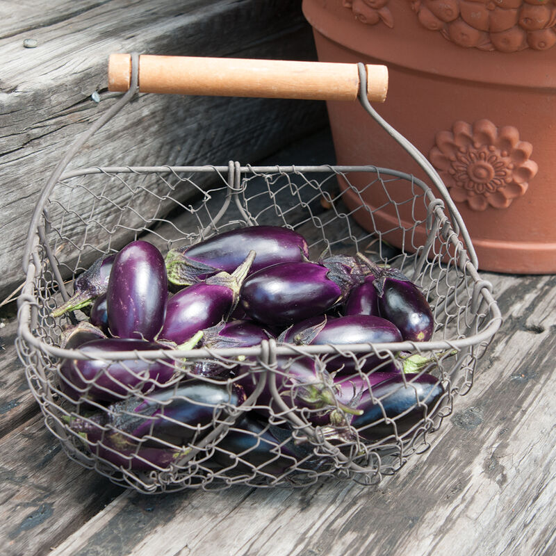 SEED KEEPING — The Scarlet Eggplant is also called the Garden