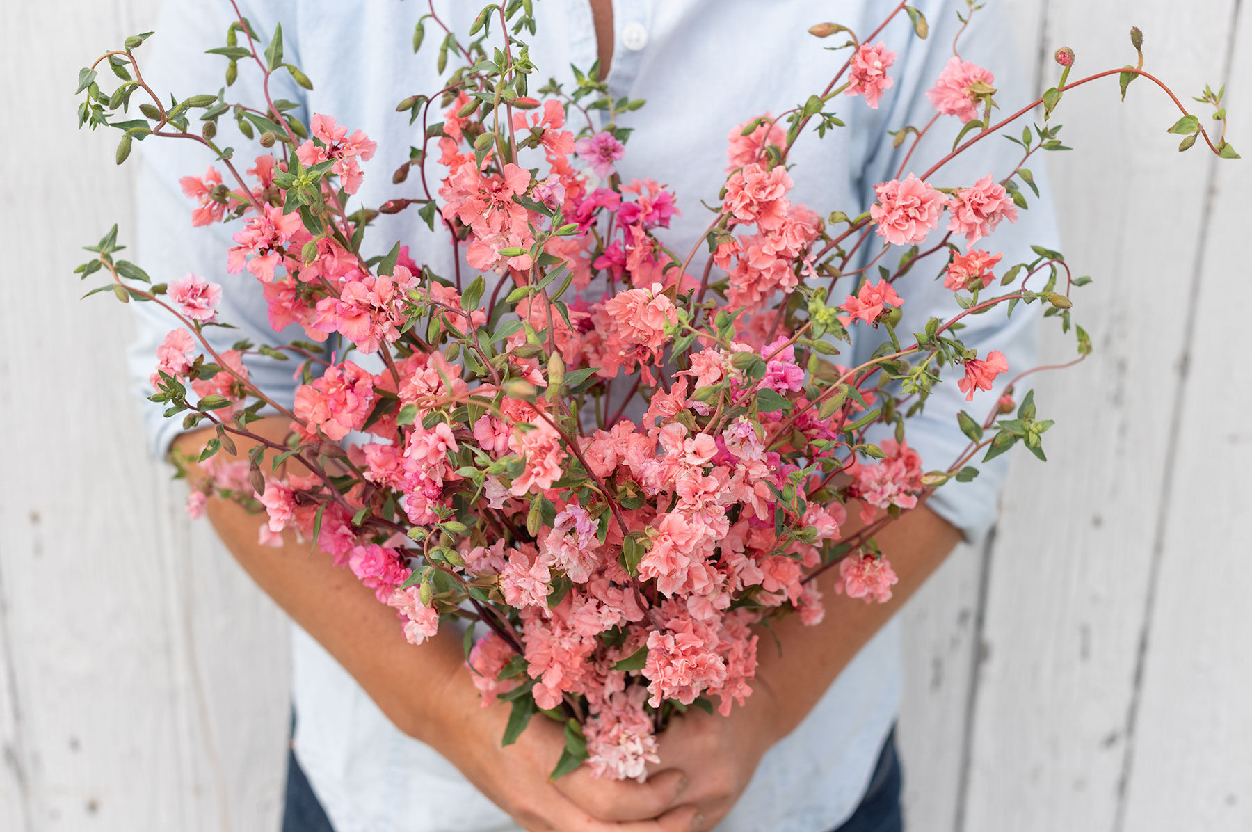 Elegant Salmon Clarkia