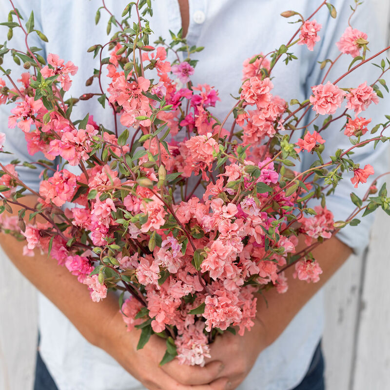 Elegant Salmon Clarkia