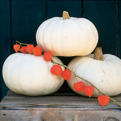 Valenciano Specialty Pumpkins