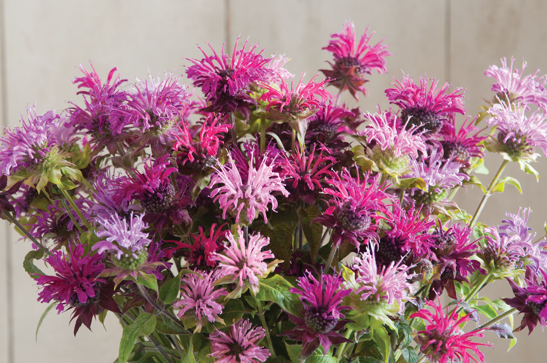 Panorama Mix Monarda (Bee Balm)