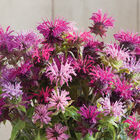 Panorama Mix Monarda (Bee Balm)