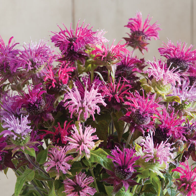 Hearty jazz Markér Panorama Mix - Monarda Seed | Johnny's Selected Seeds