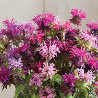 Panorama Mix Monarda (Bee Balm)
