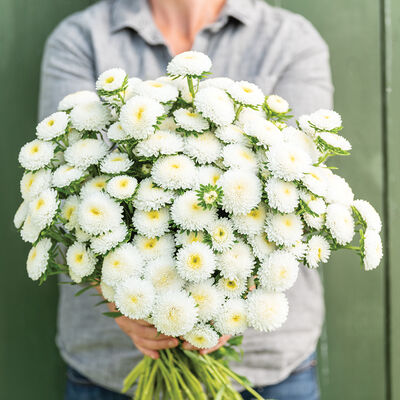 Bonita White Bonita White Aster