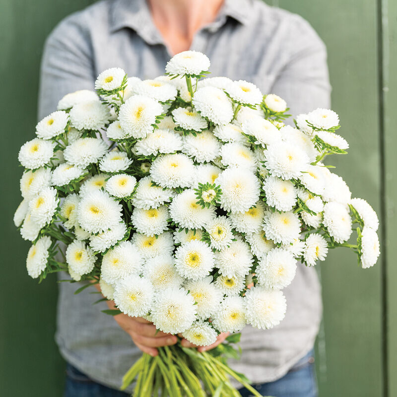 Bonita White Bonita White Aster