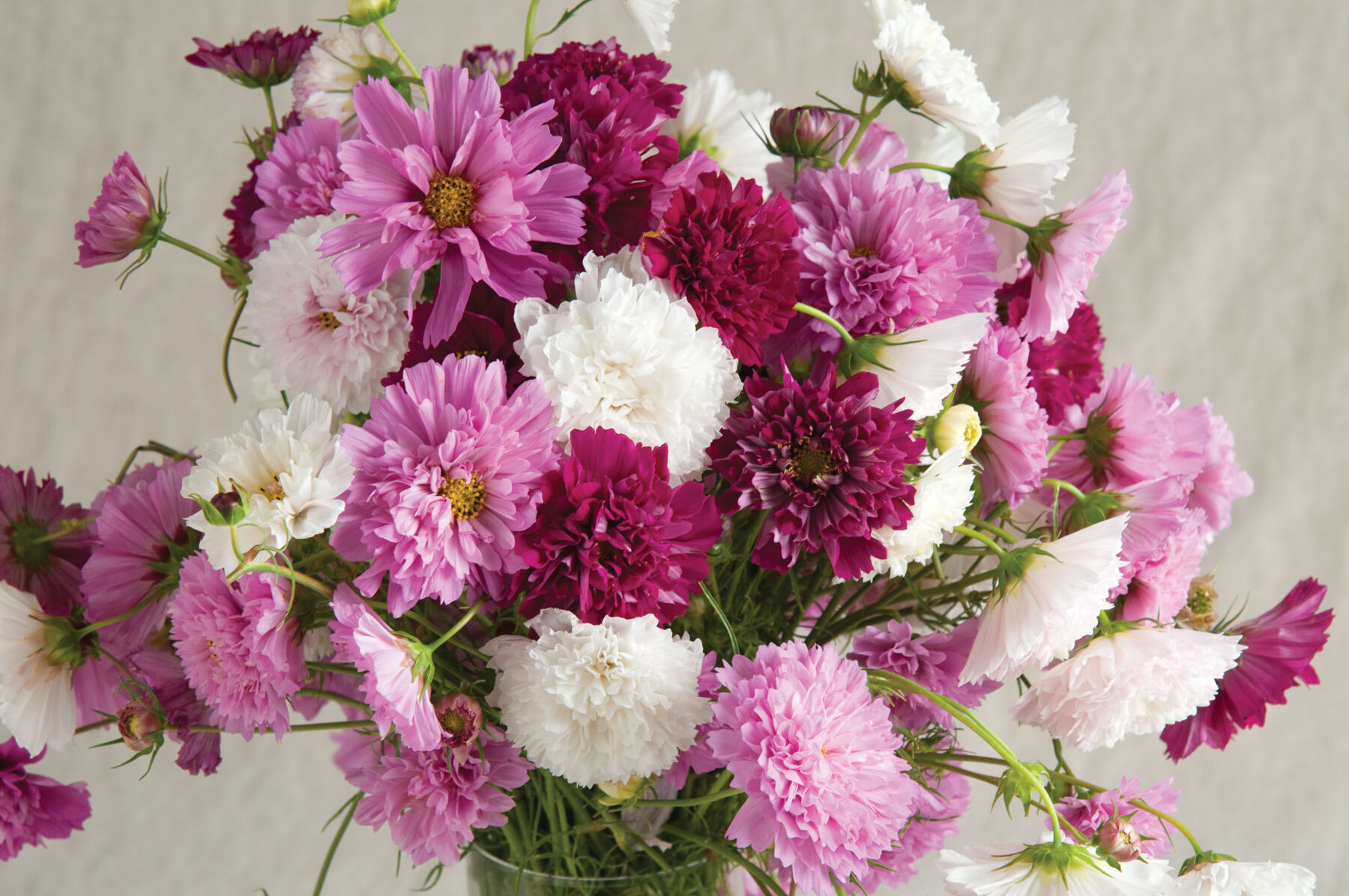 Double Click Mix Cosmos