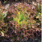 Rhone One-Cut Lettuce