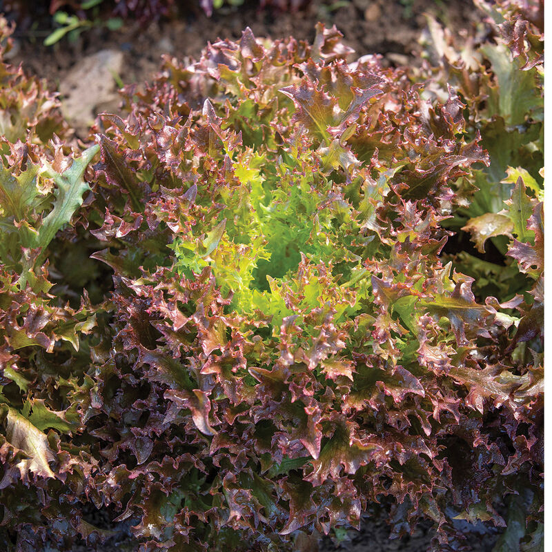 Rhone One-Cut Lettuce