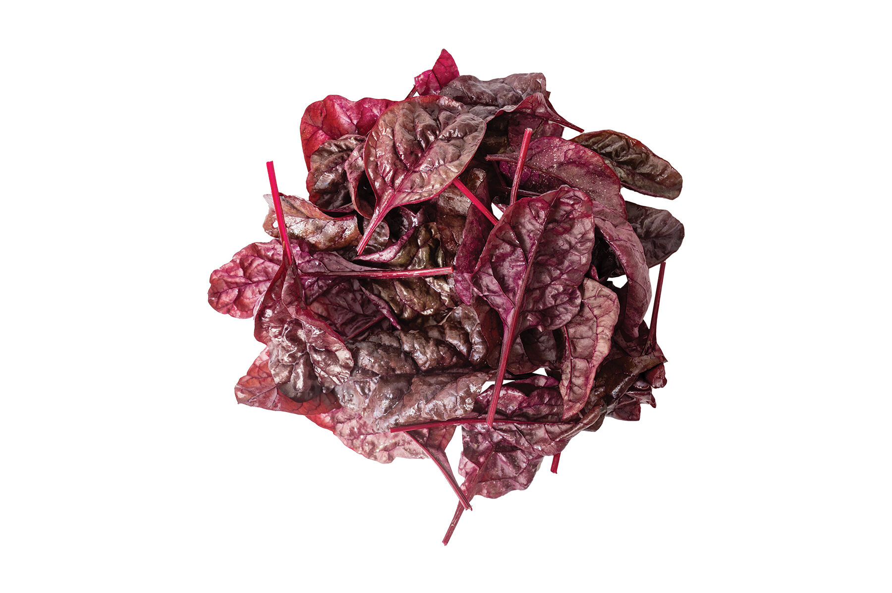 Firebird - Red Swiss Chard Seed | Johnny's Selected Seeds