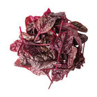 Firebird Swiss Chard