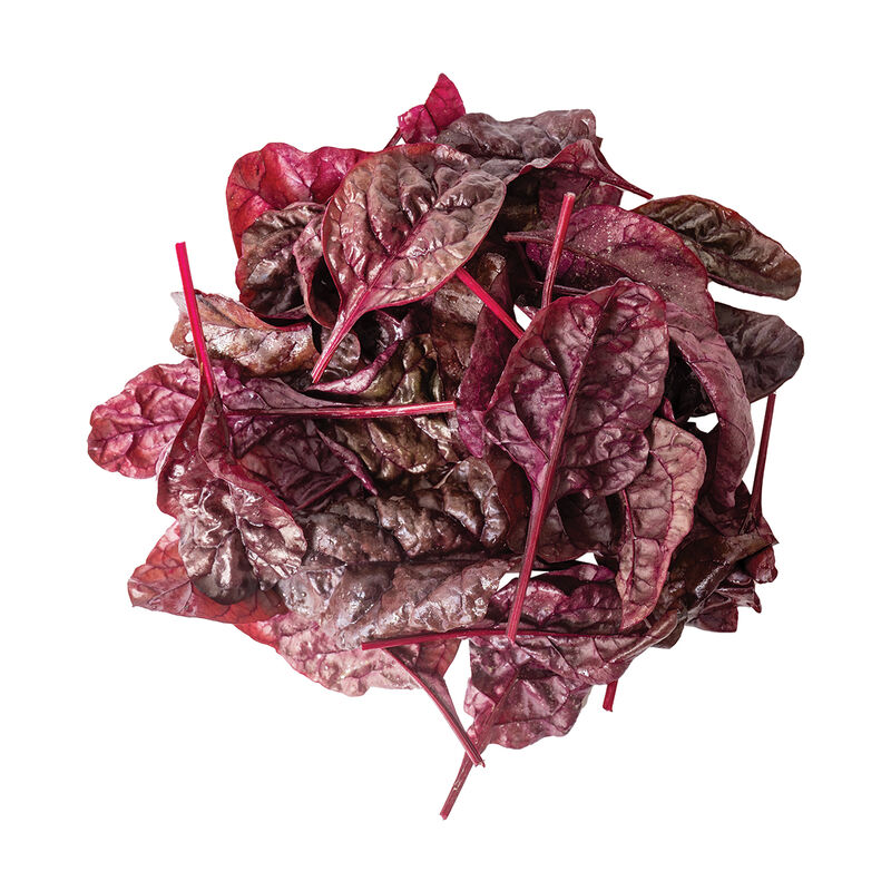 Firebird Swiss Chard