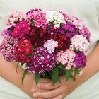 Volcano Mix Dianthus (Sweet William)