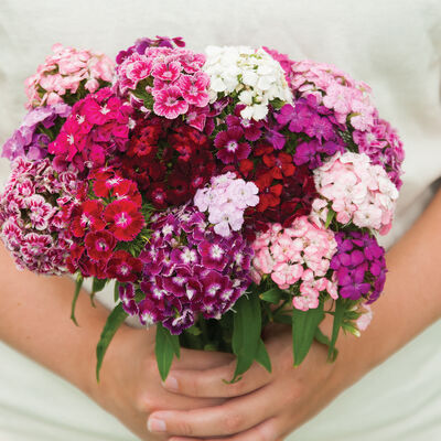 Volcano Mix Dianthus (Sweet William)