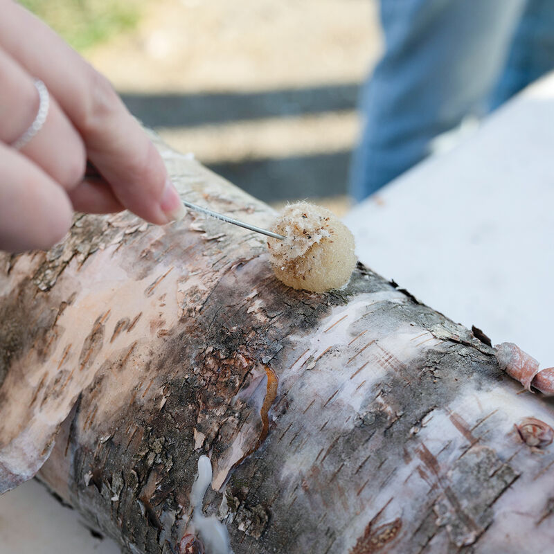 Wool Wax Daubers for Log Inoculation – 4 Count Mushroom Supplies
