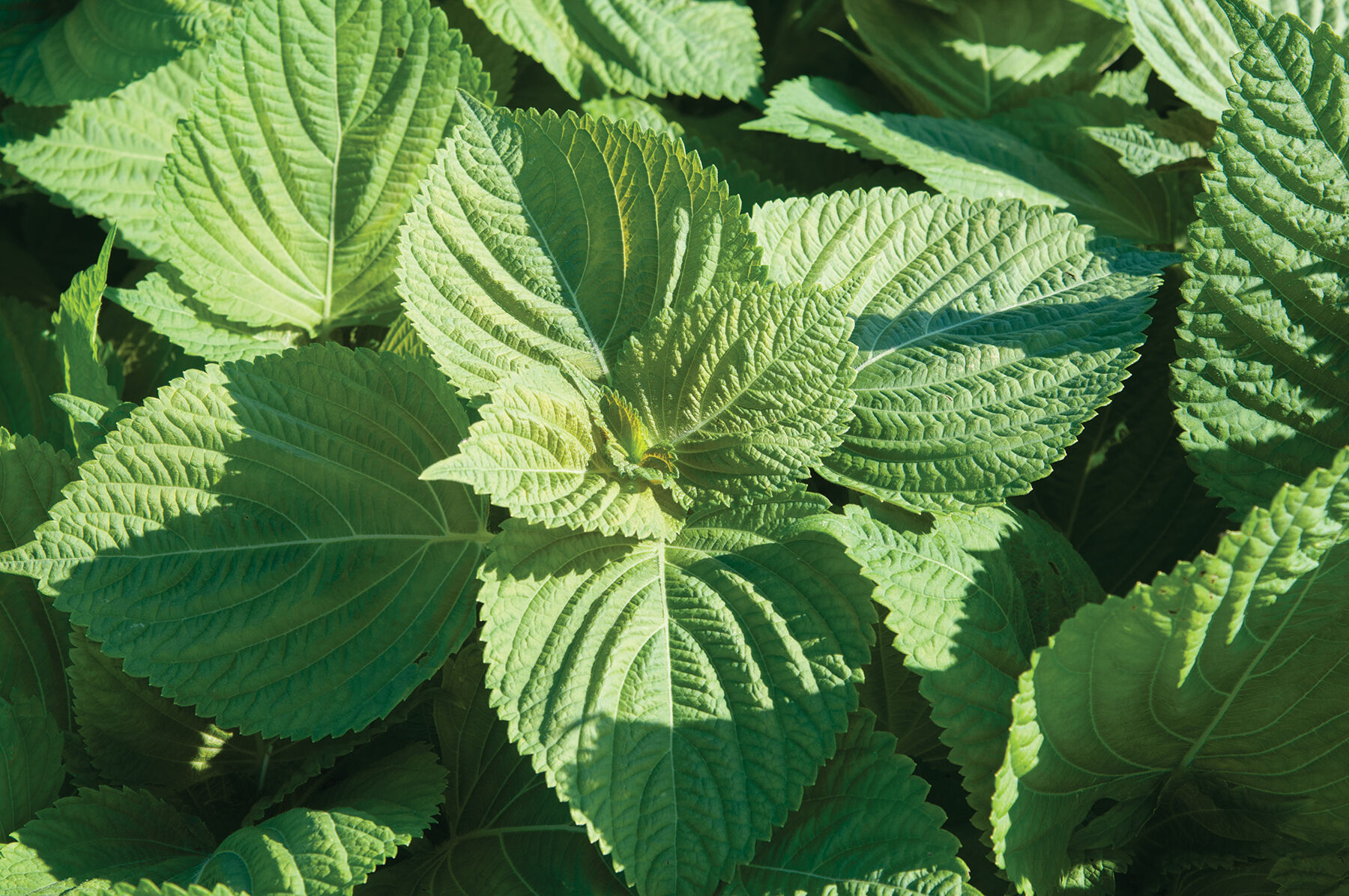 Asia Ip Shiso