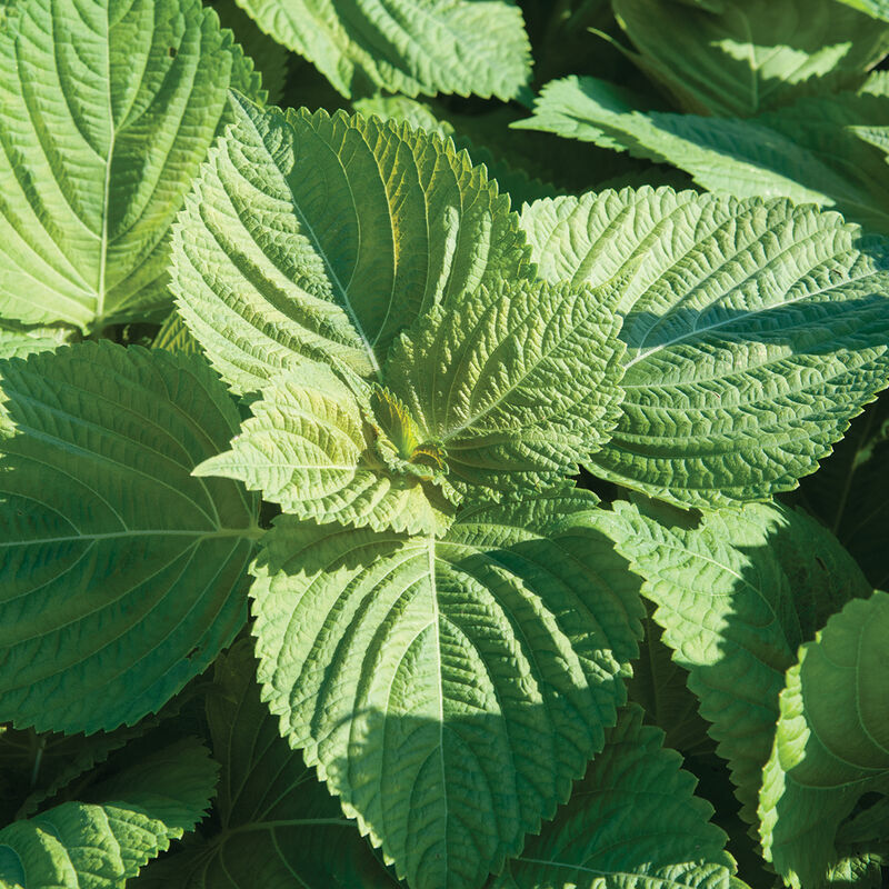 Asia Ip Shiso