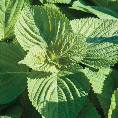Asia Ip Shiso