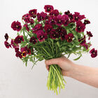 Penny™ Rose Blotch Viola (Pansy)